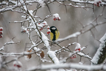 Tit sitting on a branch of viburnum covered with snow