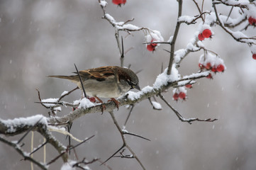 Sparrow sitting on a branch of viburnum covered with snow