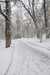 Snow-Covered Trees In Winter Park - Kiev, Ukraine