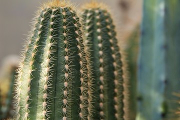 Trichocereus huascha cactus plant