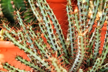 Euphorbia aeruginosa cactus plant