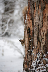 Eurasian red squirrel hanging on a tree in winter park