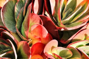 Beautiful succulent plants in the garden
