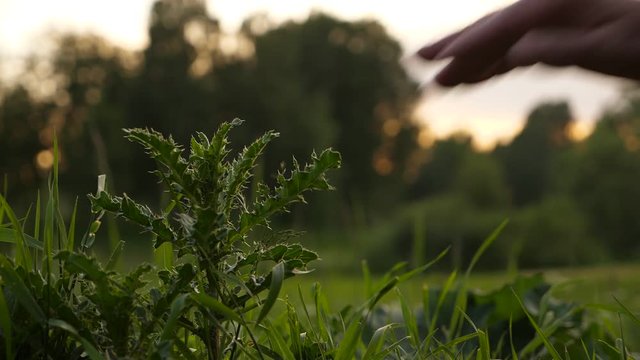 Man pick finger by small sharp bush