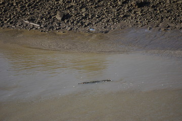crocodile in water