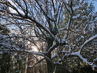snow covered trees