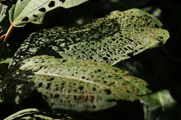 Leaves that bug happy