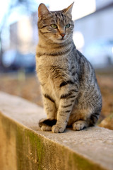 Brown tabby at sitting in the garden. Selective focus.