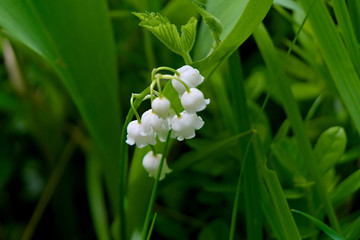 Forest lilies of the valley.