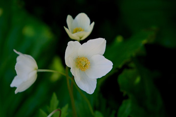 White forest anemones.