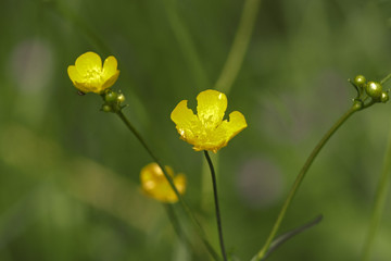 Yellow forest anemones.