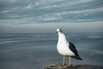 Seagull bending its head with a background of dark blue sea in northern France