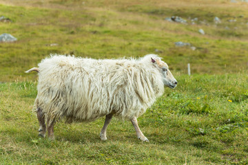 Obraz premium Icelandic sheeps on green grass, Raudisandur beach, Iceland