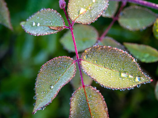 morning dew on bush leaves