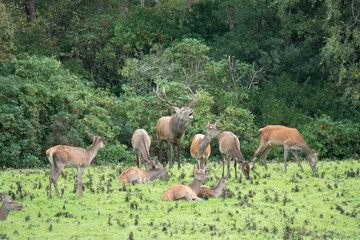 Red deer sighting during the annual fall rut, including stag battles and the ever present ghost like sounds of the rut around the Lakes of Killarney, Killarney National Park, County Kerry, Ireland.