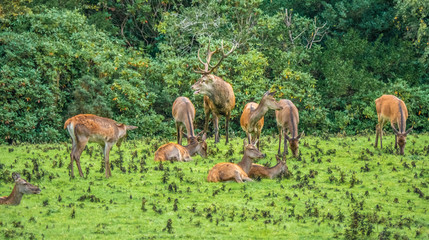 Obraz na płótnie Canvas Red deer sighting during the annual fall rut, including stag battles and the ever present ghost like sounds of the rut around the Lakes of Killarney, Killarney National Park, County Kerry, Ireland.