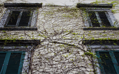 wall of old house with windows and ivy - 238633862