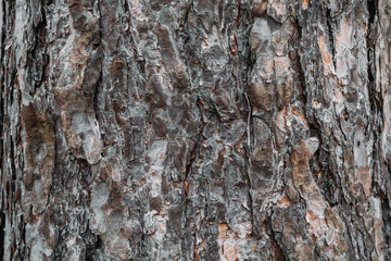 Obraz premium Texture of the bark of a tree on the whole frame. Horizontal frame with background