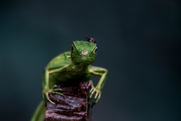 Green Iguana 