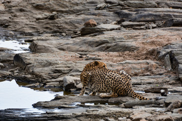 Cheetah drinking silent Kenya