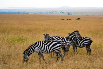 Fototapeta na wymiar Zebras savannah background in Kenya
