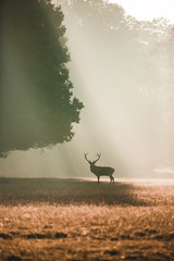Red deer portrait facing camera under a giant oak in the autumn with orange light rays shining...