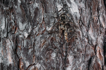 Texture of the bark of a tree on the whole frame. Horizontal frame with background