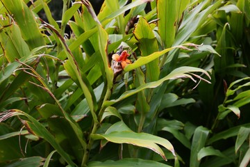 Fruits of the white ginger lily (Hedychium coronarium)