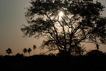 Tree Sunset 