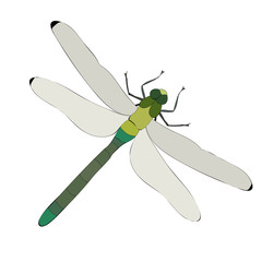 vector, isolated, dragonfly, insect
