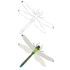 vector, isolated, dragonfly, insect, sketch, contour