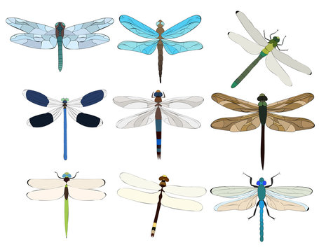vector, isolated, dragonfly, insect, set
