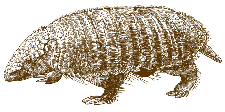 engraving illustration of armadillo
