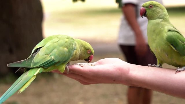 Close up, person feeds green parakeets
