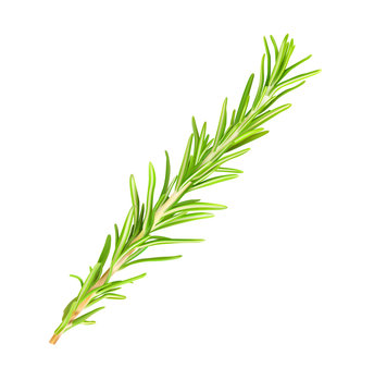 Realistic rosemary branch. Vector illustration isolated on white background. Can be used for your food design. EPS10.