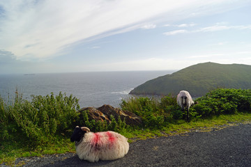 Wild Atlantic Way -Sheep on the scenic route to Keem Beach