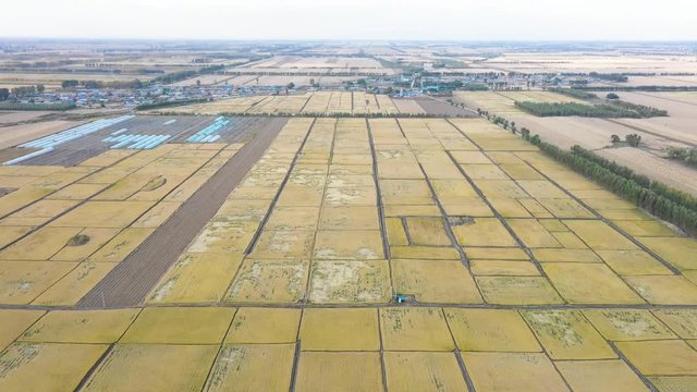 Fly over beautiful cereal cultivated farm land, Qiqihar, Heilongjiang, China, Asia.