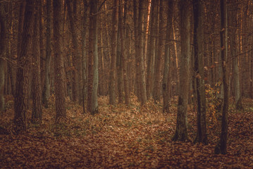 Autumn forest - Niepolomice Forest