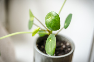 Little cute pilea pancake plant