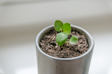 Little cute pilea pancake plant