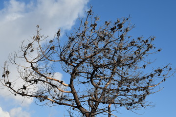 Obraz premium tree and sky