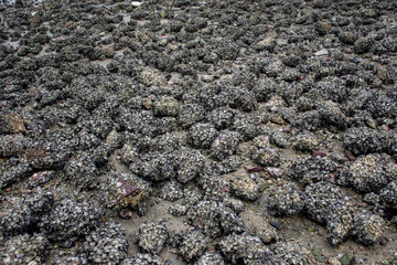 Seashore with whole sea shells and rocks on sand, blue sea water and cloud sky