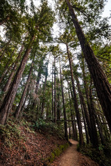 Evening view of hiking trail through a forest of redwood trees in Villa Montalvo County Park, Saratoga, San Francisco bay area, California