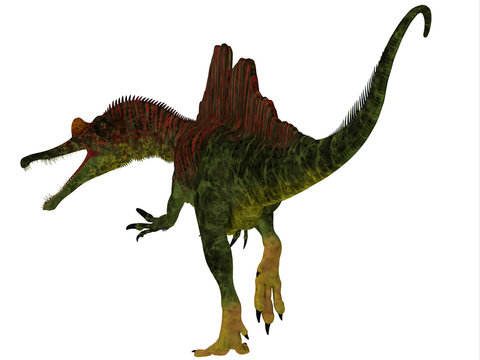Ichthyovenator Dinosaur Tail - Ichthyovenator was a carnivorous theropod dinosaur that lived in Laos, Asia during the Cretaceous Period.