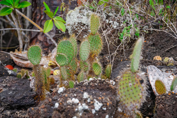 cactus forest and ocean at Galapagos island of Santa Fe