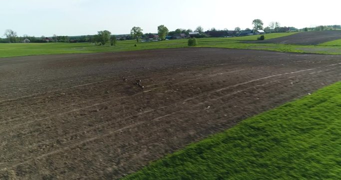 Herd of roe deer (Capreolus capreolus) running through fields drone footage