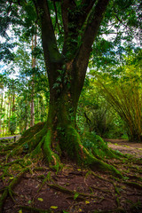 Trees on the Road to Hana Maui