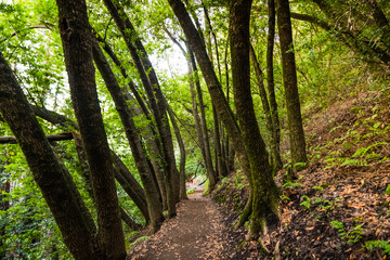 Evening view of hiking trail in Villa Montalvo County Park, Saratoga, San Francisco bay area, California