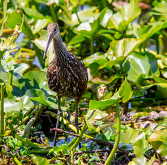 Fototapeta premium Florida Everglade Bird