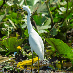 Florida Everglade Bird